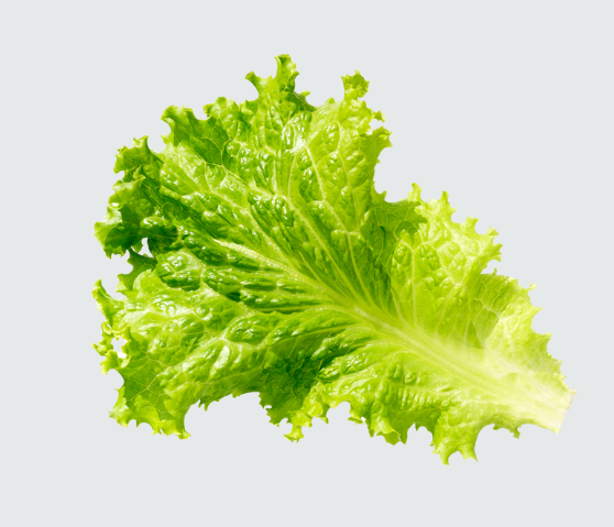 Iceberg Lettuce