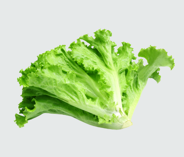 Green Lettuce