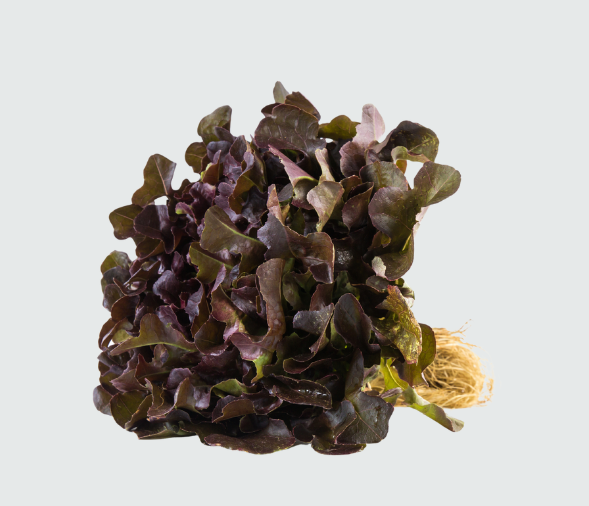 Red Lettuce