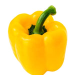 Capsicum - Yellow / Yellow Pepper