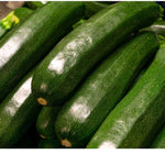 Zucchini - Green